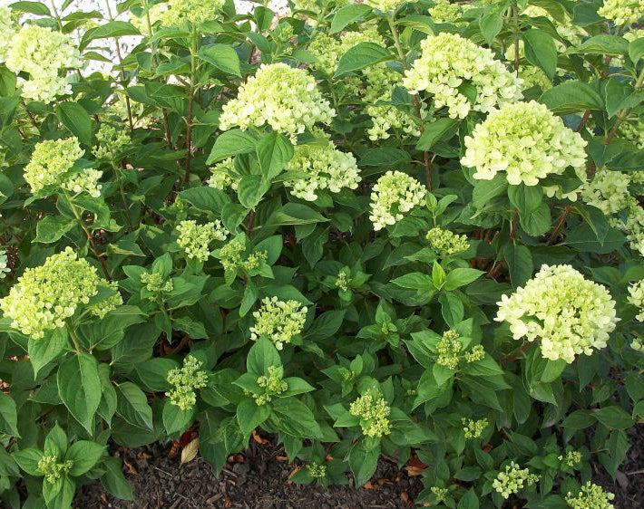 Little Lime® Panicle Hydrangea (Hydrangea paniculata 'Jane') - 2 gallon