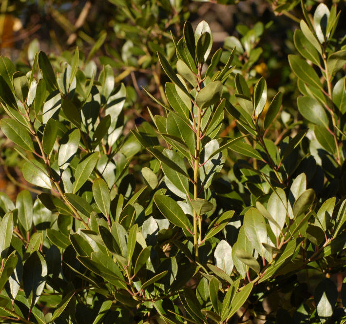 Densa Inkberry Holly (Ilex glabra 'Densa') - 3 gallon 15"
