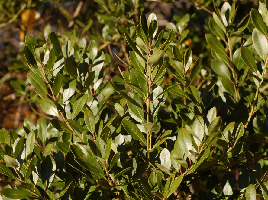 Densa Inkberry Holly (Ilex glabra 'Densa') - 3 gallon 15"