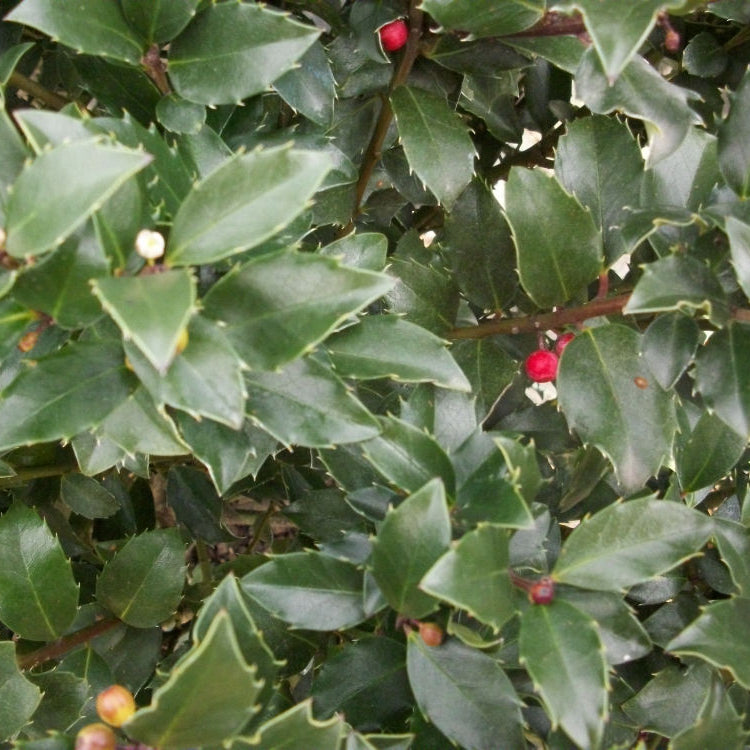 Blue Maid™ Meserve Holly (Ilex x meserveae 'Blue Maid') - 3 gallon 15"