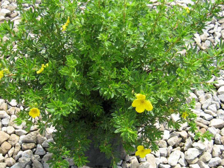 Goldfinger Cinquefoil (Potentilla fruticosa 'Goldfinger') - 2 gallon 10"