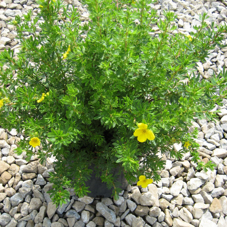 Goldfinger Cinquefoil (Potentilla fruticosa 'Goldfinger') - 2 gallon 10"