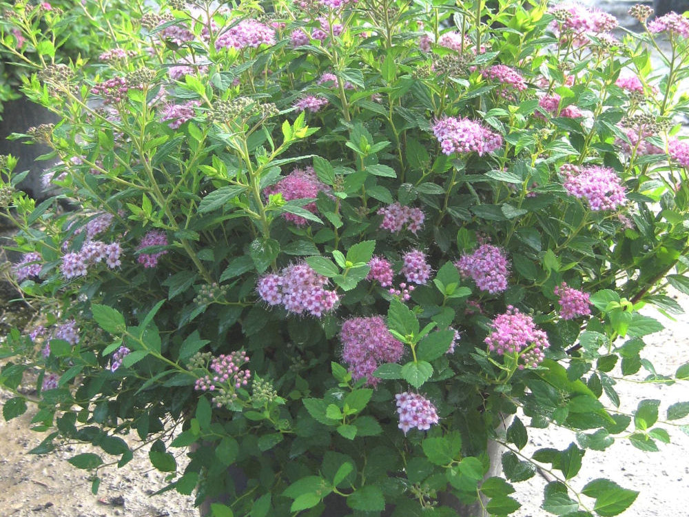 Little Princess Spiraea (Spiraea japonica 'Little Princess') - 2 gallon 12"