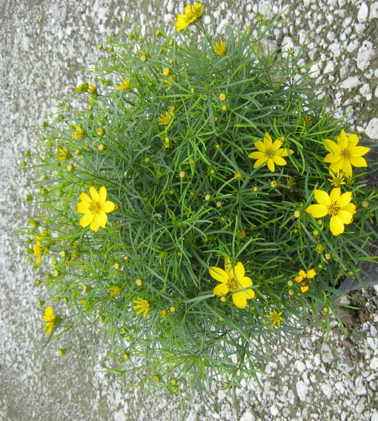 Zagreb Tickseed (Coreopsis verticillata 'Zagreb') - 1 gallon
