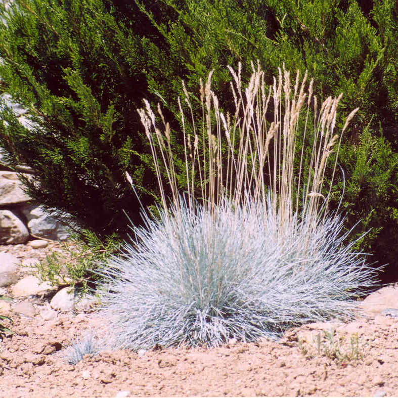 Elijah Blue Fescue Grass (Festuca glauca 'Elijah Blue') - 1 gallon