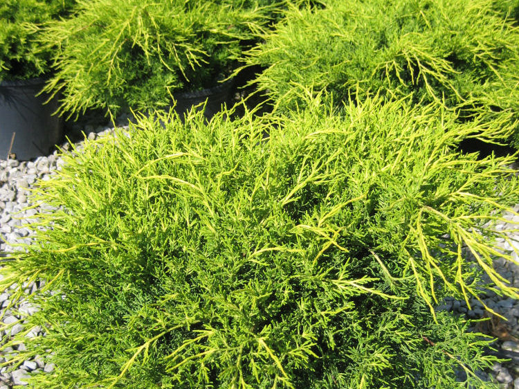 Old Gold Juniper (Juniperus chinensis 'Old Gold') - 3 gallon 12-15"
