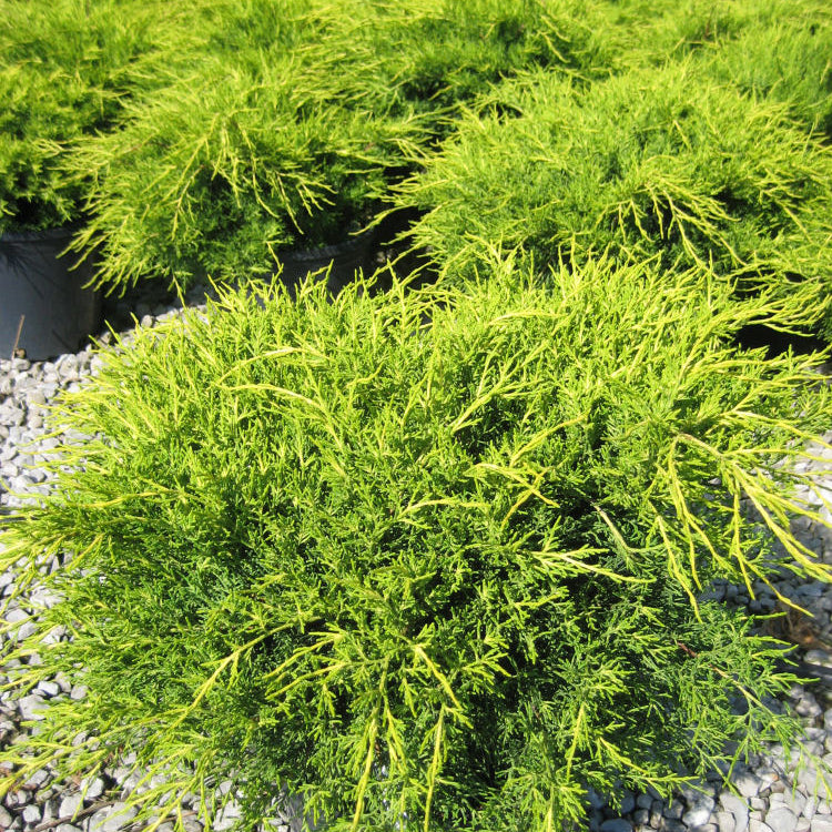 Old Gold Juniper (Juniperus chinensis 'Old Gold') - 3 gallon 12-15"