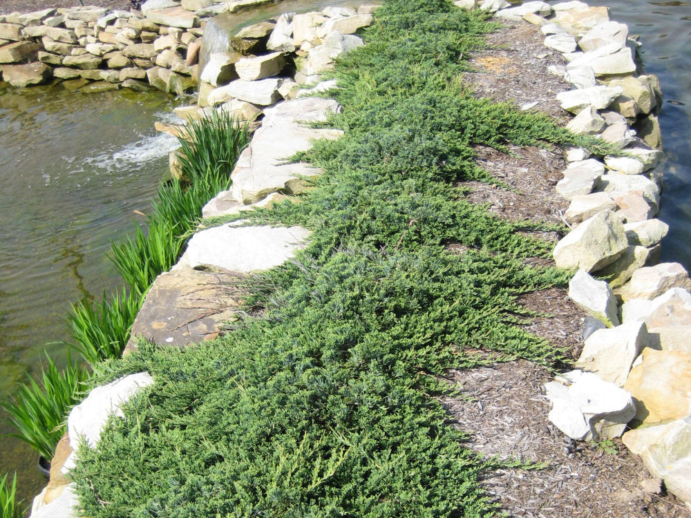 Blue Rug Juniper (Juniperus horizontalis 'Wiltoni') - 3 gallon 15"