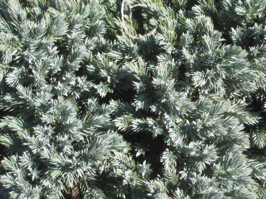 Blue Star Juniper (Juniperus squamata 'Blue Star') - 2 gallon 8"