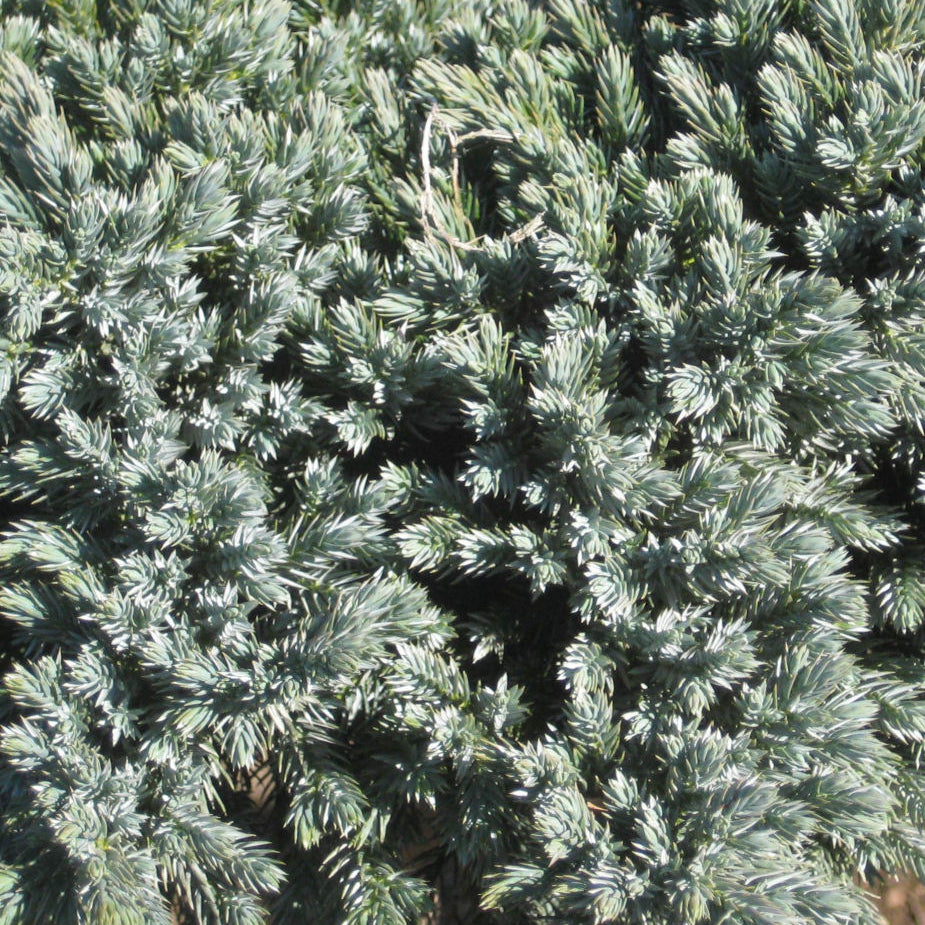 Blue Star Juniper (Juniperus squamata 'Blue Star') - 3 gallon 12"