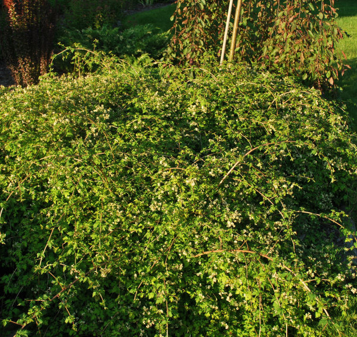 Crispa Cutleaf Stephanandra (Stephanandra incisa 'Crispa') - 2 gallon 12"