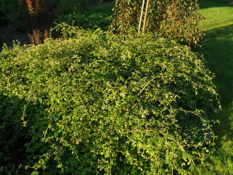 Crispa Cutleaf Stephanandra (Stephanandra incisa 'Crispa') - 2 gallon 12"