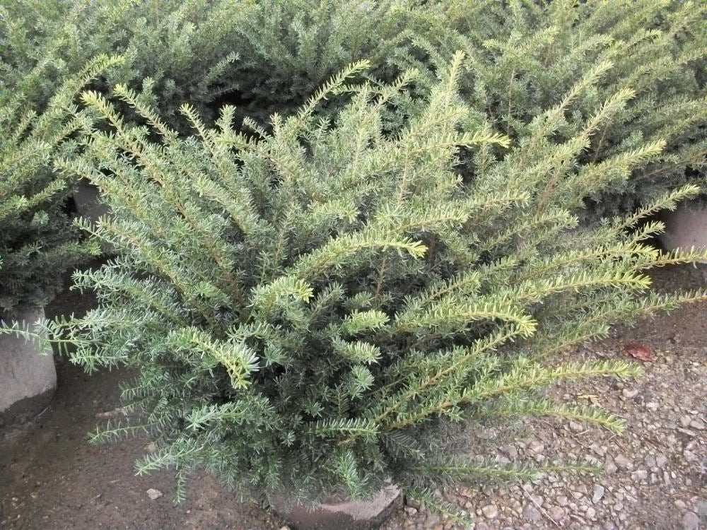 Everlow Yew (Taxus x media 'Everlow') - 3 gallon 12"