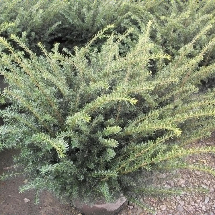 Everlow Yew (Taxus x media 'Everlow') - 3 gallon 12"