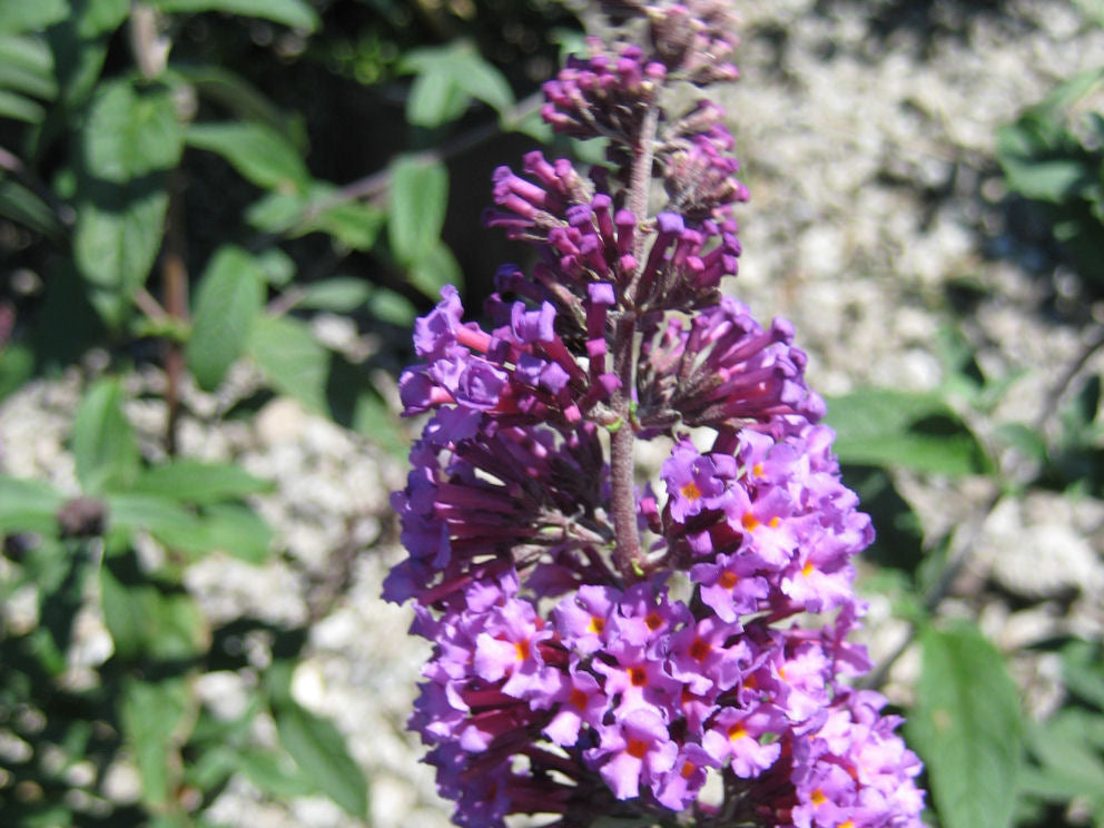 Butterfly Magic™ Butterfly Bush (Buddleia davidii 'Butterfly Magic') - 3 gallon 3/PER POT