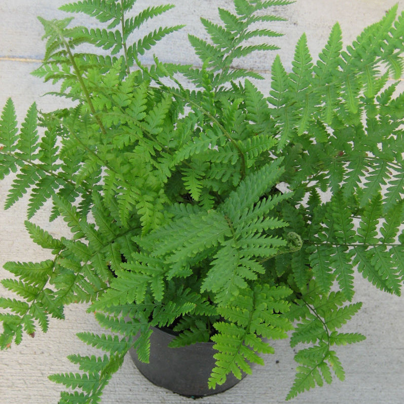 Robust Male Fern (Dryopteris filix-mas undulata 'Robusta') - 1 gallon