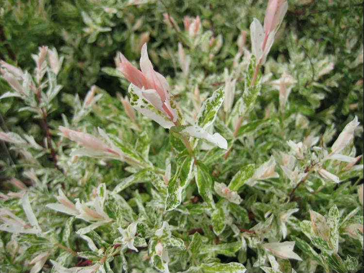 Dappled Willow (Salix integra 'Hakuro Nishiki') - 3 gallon 15"