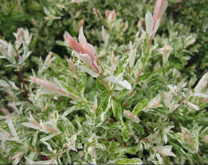 Dappled Willow (Salix integra 'Hakuro Nishiki') - 3 gallon 15"