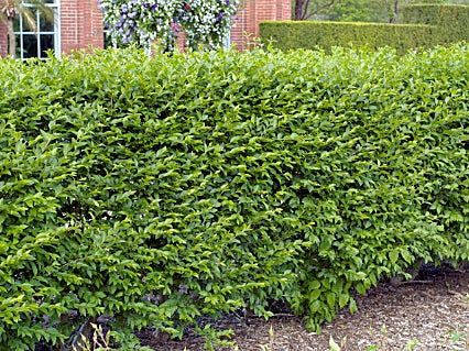 Hedge Privet (Ligustrum x ibolium) - 2 gallon 15"
