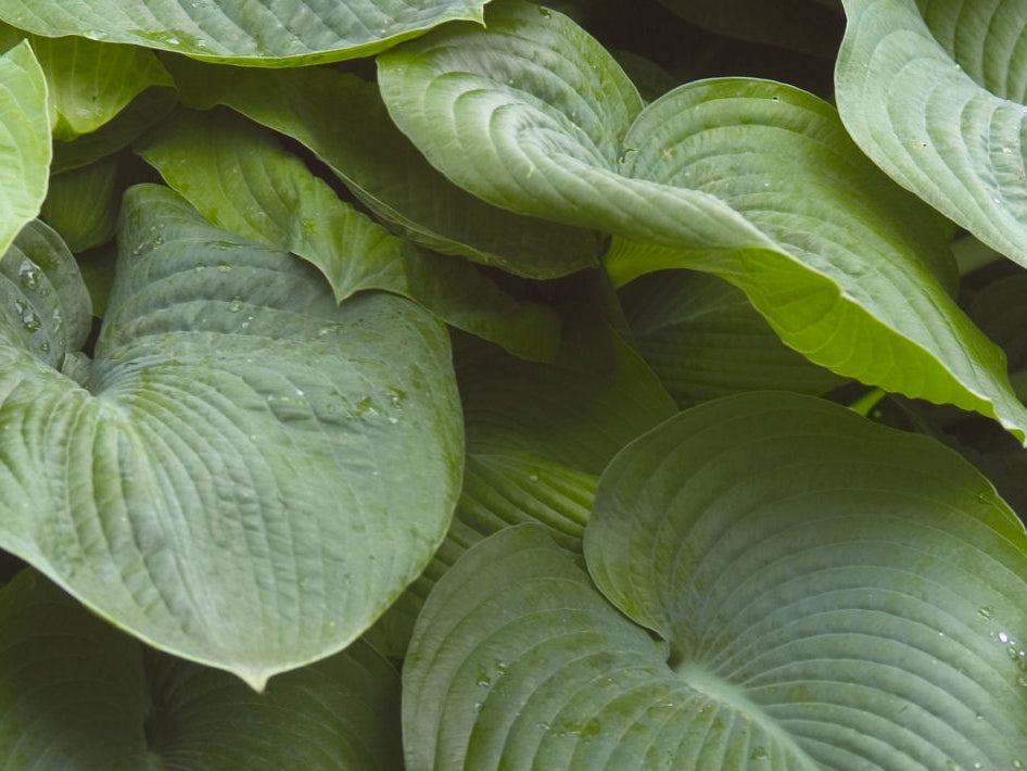 Elegans Plantain Lily (Hosta sieboldiana 'Elegans') - 1 gallon