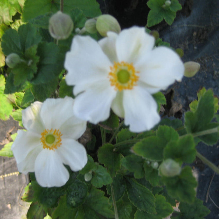 Honorine Jobert Windflower (Anemone x hybrida 'Honorine Jobert') - 1 gallon