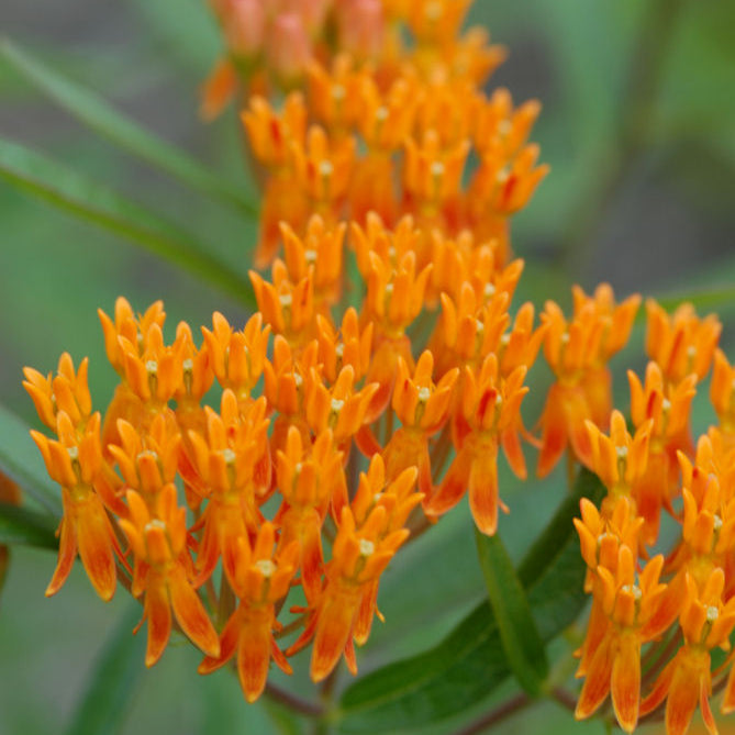 Butterfly Weed (Asclepias tuberosa) - 1 gallon