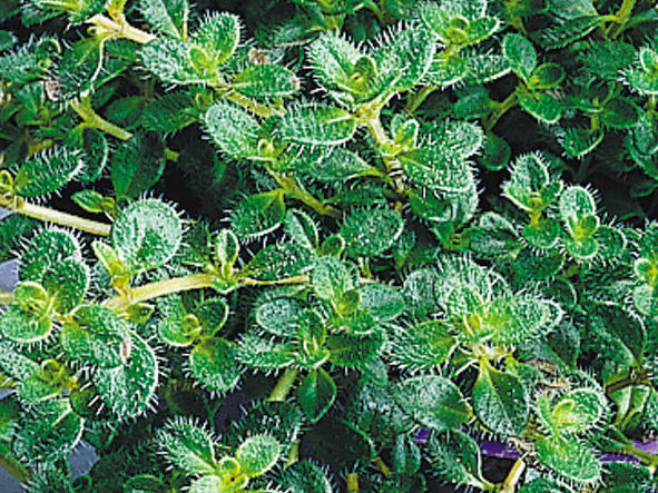 Woolly Thyme (Thymus pseudolanuginosus 'Pseudo. Wooly') - 1 gallon