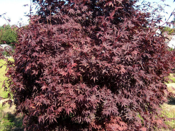 Crimson Prince Japanese Maple (Acer palmatum 'Crimson Prince') - 3 gallon 24"