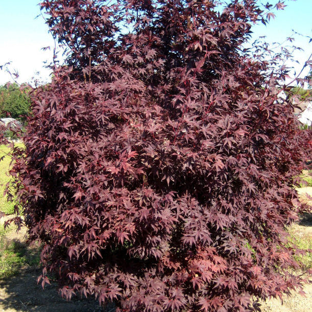 Crimson Prince Japanese Maple (Acer palmatum 'Crimson Prince') - 3 gallon 24"