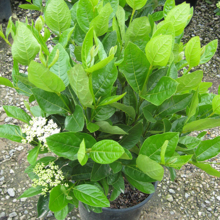 Winterthur Viburnum (Viburnum nudum 'Winterthur') - 3 gallon 15-18"