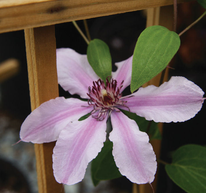 Double Rose™ Clematis (Clematis double 'CleminovA29') - 1 gallon