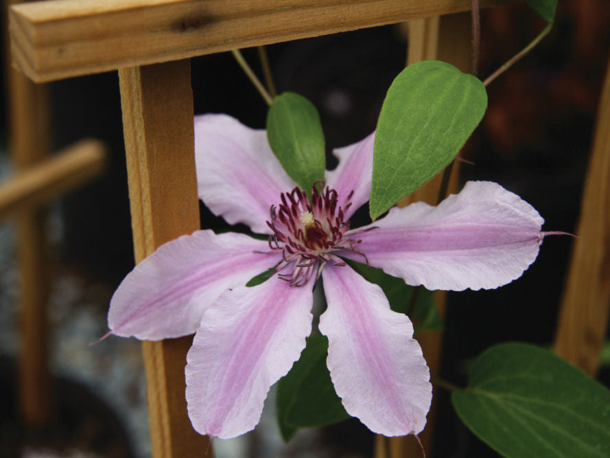 Double Rose™ Clematis (Clematis double 'CleminovA29') - 1 gallon
