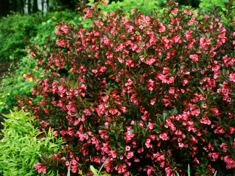 Wine & Roses® Weigela (Weigela florida 'Wine & Roses') - 3 gallon 15"