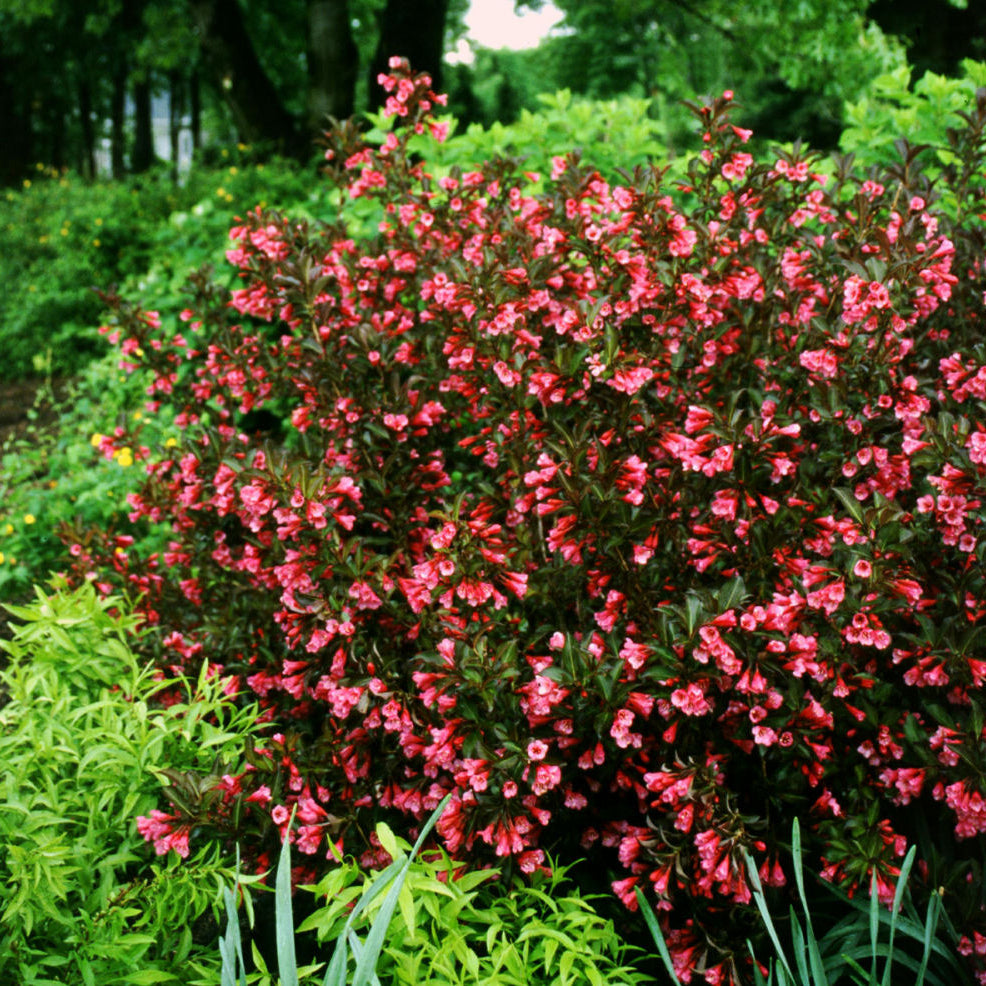 Wine & Roses® Weigela (Weigela florida 'Wine & Roses') - 3 gallon 15"
