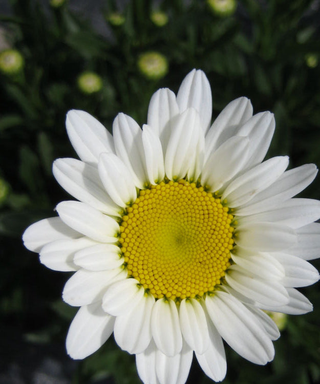 Becky Shasta Daisy (Leucanthemum x superbum 'Becky') - 1 gallon