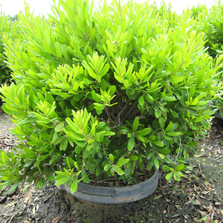 Northern Bayberry (Myrica pennsylvanica) - 3 gallon 18"