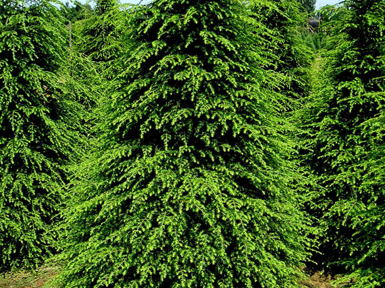 Canadian Hemlock (Tsuga canadensis) - 3 gallon