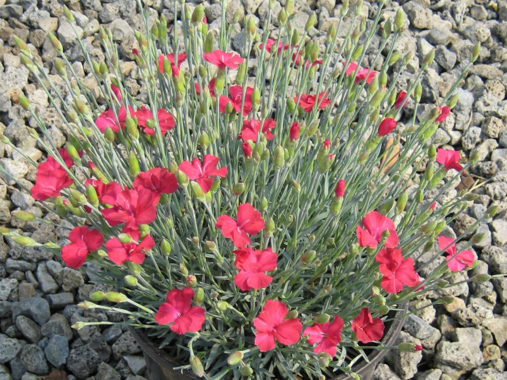 Frosty Fire Pinks (Dianthus gratianopolitanus 'Frosty Fire') - 1 gallon