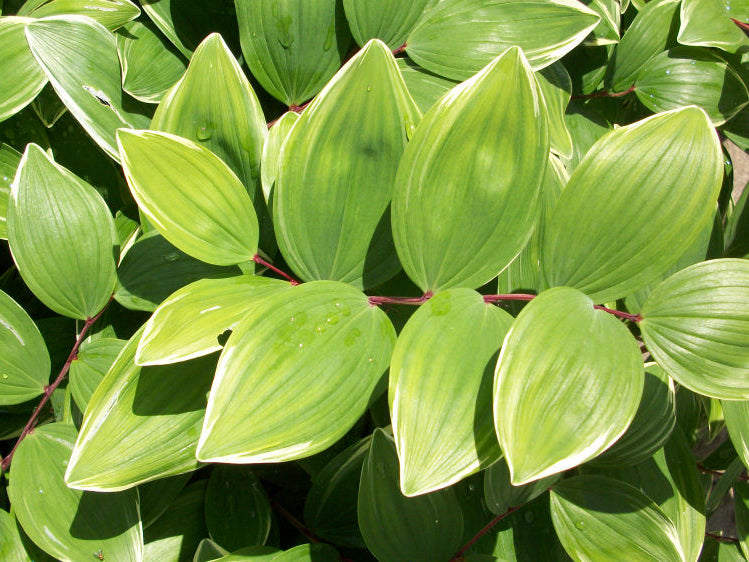 Variegated Solomon's Seal (Polygonatum odoratum 'Variegatum') - 1 gallon