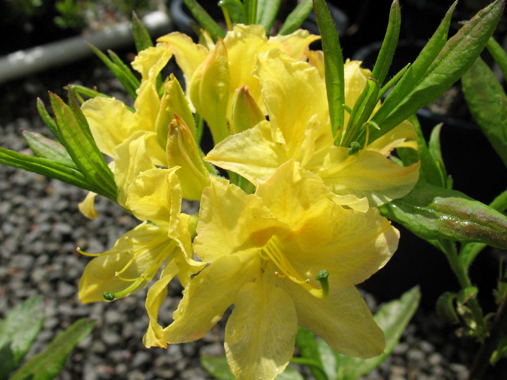 Lemon Light Azalea (Azalea 'Exbury Lemon Lights') - 3 gallon 15"