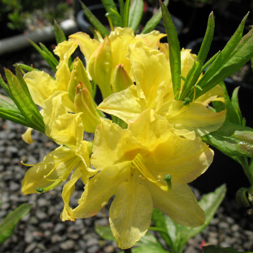 Lemon Light Azalea (Azalea 'Exbury Lemon Lights') - 3 gallon 15"