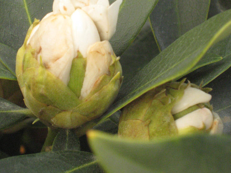 Chionoides Rhododendron (Rhododendron chionoides 'Chionoides') - 3 gallon 15"