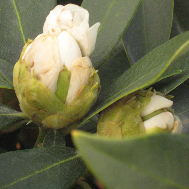 Chionoides Rhododendron (Rhododendron chionoides 'Chionoides') - 3 gallon 15"