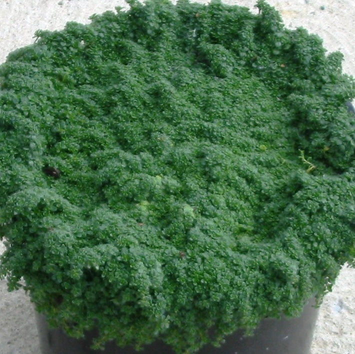 Creeping Thyme 'Elfin' (Thymus serpyllum 'Elfin') - 1 gallon