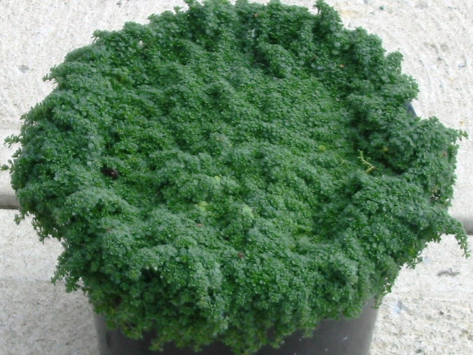 Creeping Thyme 'Elfin' (Thymus serpyllum 'Elfin') - 1 gallon
