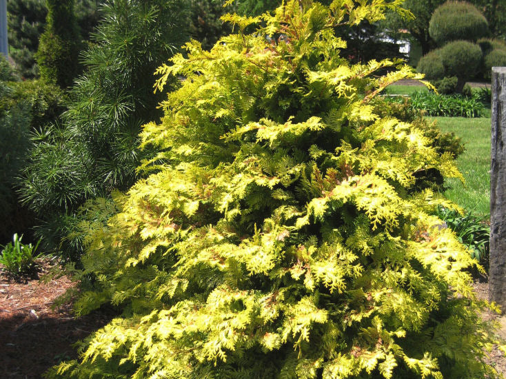 Crippsii Golden False Cypress (Chamaecyparis obtusa 'Crippsii') - 3 gallon 15"
