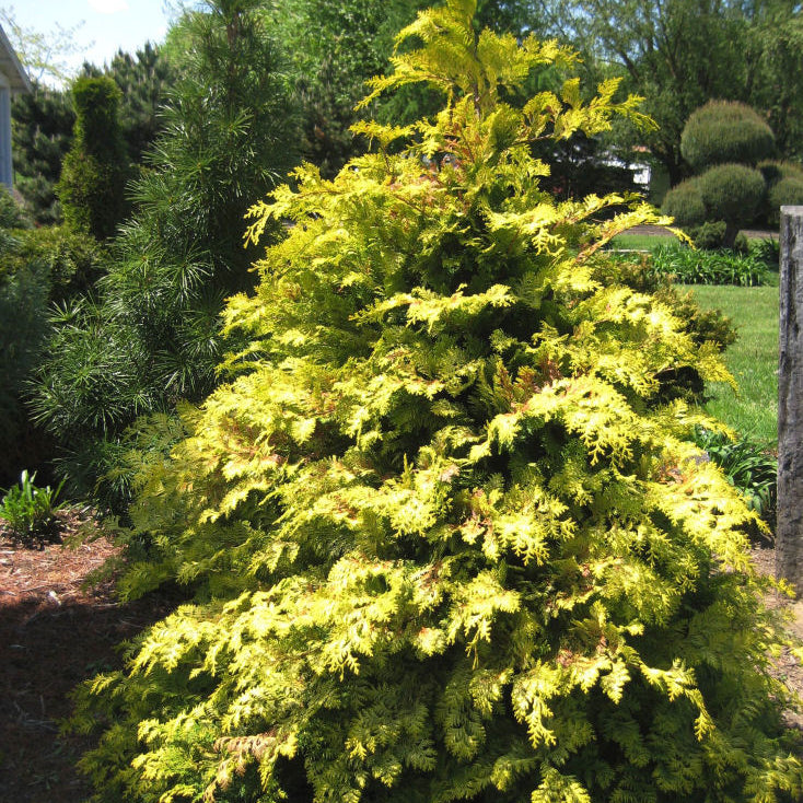 Crippsii Golden False Cypress (Chamaecyparis obtusa 'Crippsii') - 3 gallon 15"