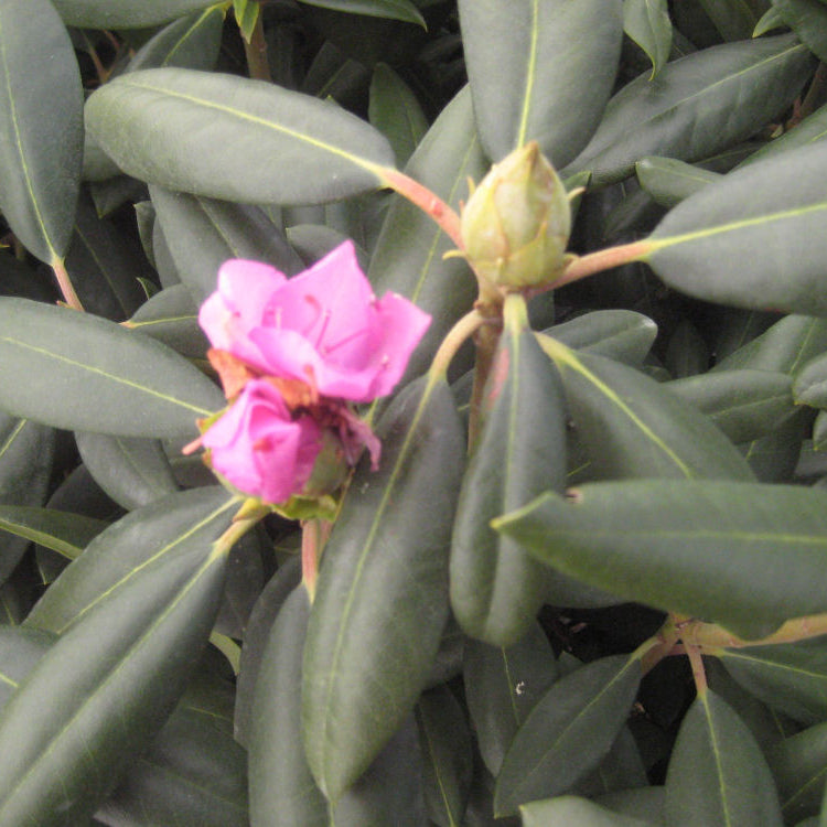 Roseum Elegans Rhododendron (Rhododendron roseum 'Roseum Elegans') - 3 gallon 15"