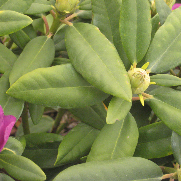 Boursault Rhododendron (Rhododendron catawbiense 'Boursalt') - 3 gallon 15"