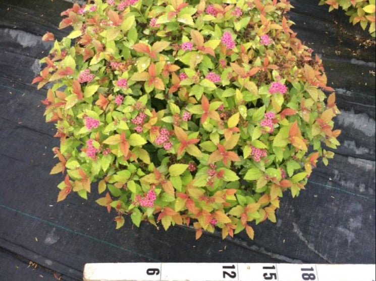 Magic Carpet Spiraea (Spiraea japonica 'Magic Carpet') - 3 gallon